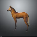 Realistic Orange Red Fox Animal Character 3D Model In Standing Pose With Gray Background
