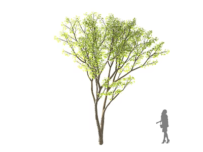 Leafy Arbor With Green Leaves Spreading Branches And Silhouette Person Standing Nearby 3d model
