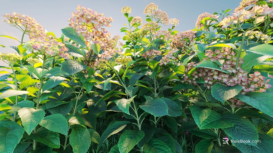 Lush Hydrangea Plants With Pink White Blooms And Green Leaves In Sunlit Outdoor Space 3d model 