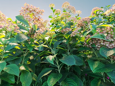 Lush Hydrangea Plants With Pink White Blooms And Green Leaves In Sunlit Outdoor Space 3d model