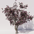 Outdoor Ornamental Arbor Trees With Pink Blossoms And Lush Green Foliage For Landscaping