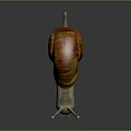 Colorful Snail With Orange And Red Striped Shell And Gray Body On Shiny Surface