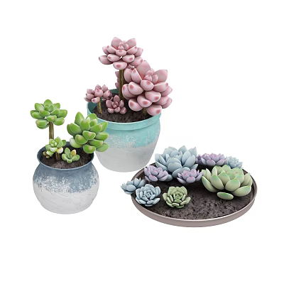 Potted Bonsai Succulents With Various Colorful Pots And Pink Green Purple Leaves 3d model