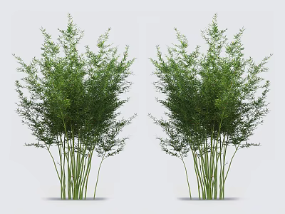 Two Clusters of Green Bamboo with Slender Stems and Lush Leaves Against Gray Background 3d model