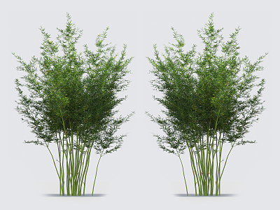 Modern bamboo 3d model