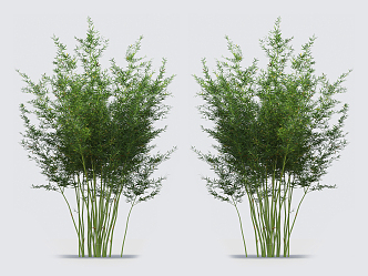 Modern bamboo 3d model