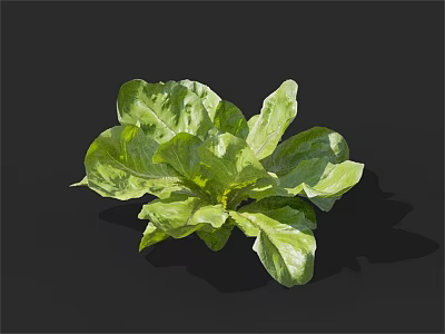 Fresh Green Leafy Lettuce Vegetable With Vibrant Healthy Leaves On Black Background 3d model