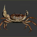 Red Brown Crab With Large Claws On Gray Background Close Up View 3d model