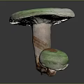 Green Mushroom Organ Structures With Hairy Edges And Labeled Stems Size 250 150