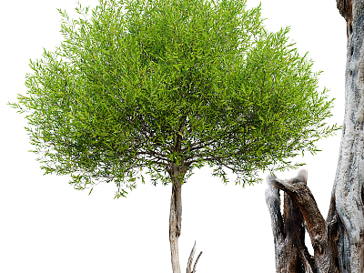 Modern Tree Landscape Tree 3d model