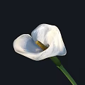 Beautiful White Calla Lily Bloom with Yellow Spadix and Smooth Petals Against Dark Background