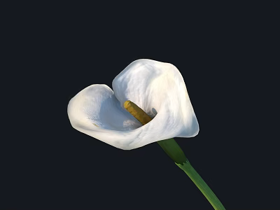 Beautiful White Calla Lily Bloom with Yellow Spadix and Smooth Petals Against Dark Background 3d model