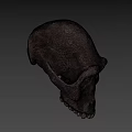 Detailed Brown Animal Skull With Natural Texture And Anatomical Features