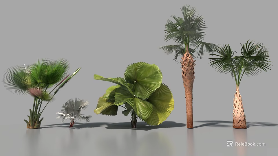 Tropical Palm Trees With Large Green Leaves And Textured Trunks Arranged In Studio 3d model 