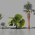 Tropical Palm Trees With Large Green Leaves And Textured Trunks Arranged In Studio
