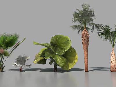 Tropical Palm Trees With Large Green Leaves And Textured Trunks Arranged In Studio 3d model