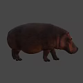 Realistic Hippopotamus Figure Standing Still With Long Shadow On Gray Background