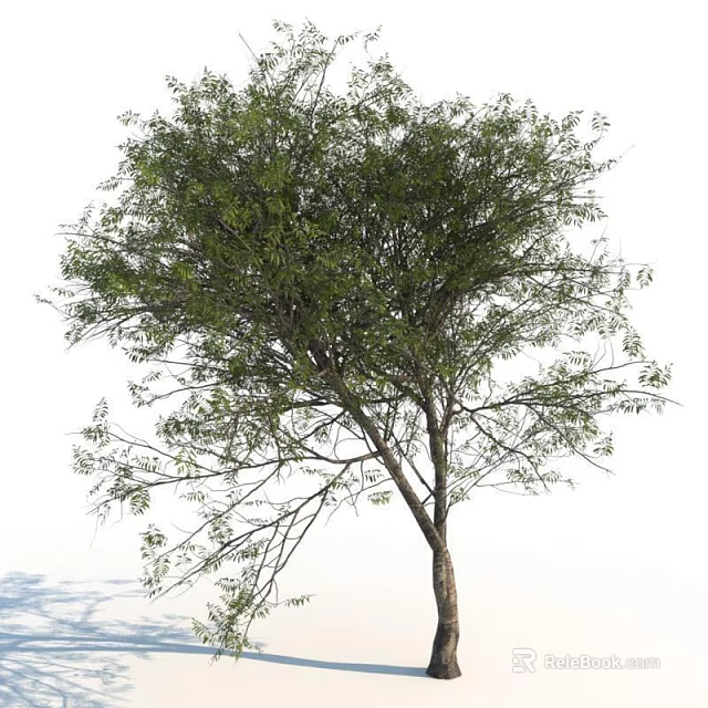 Tall Leafy Tree With Green Lush Branches And Sturdy Brown Trunk 3d model 