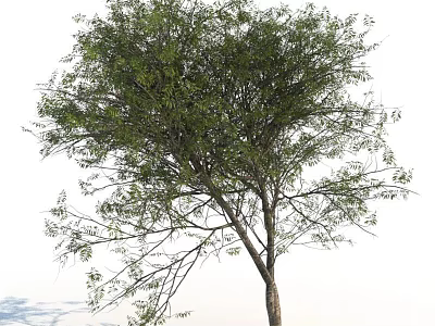Tall Leafy Tree With Green Lush Branches And Sturdy Brown Trunk 3d model