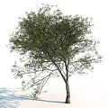 Tall Leafy Tree With Green Lush Branches And Sturdy Brown Trunk