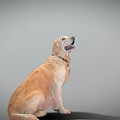 Golden Retriever Dog Sitting Looking Up Wearing Collar On Gray Background