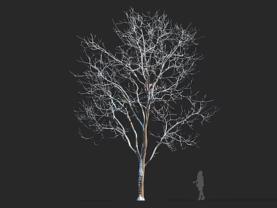 Tall Bare Arbor With Thin Branches Isolated On Black Background And Human Figure For Scale 3d model