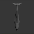 Realistic Gray Dolphin with Open Mouth on Dark Reflective Surface 3d model