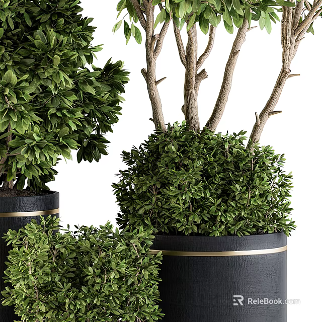 Lush Green Bonsai Potted Plants Of Various Sizes In Black Planters With Gold Accent 3d model 