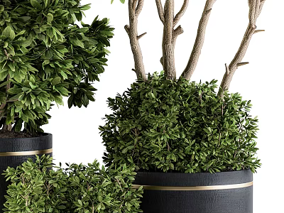 Lush Green Bonsai Potted Plants Of Various Sizes In Black Planters With Gold Accent 3d model