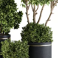 Lush Green Bonsai Potted Plants Of Various Sizes In Black Planters With Gold Accent