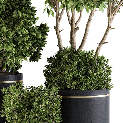 Lush Green Bonsai Potted Plants Of Various Sizes In Black Planters With Gold Accent 3d model