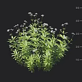 Lush Green Plants With Small White Flowers And Vibrant Healthy Foliage