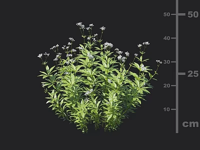 Lush Green Plants With Small White Flowers And Vibrant Healthy Foliage 3d model