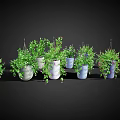 Colorful Potted Plants with Green Foliage for Home Decor Hanging and Tabletop