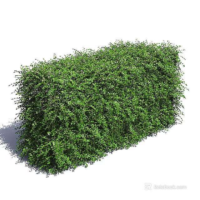 Lush Green Shrub with Dense Foliage and Neatly Trimmed Form for Garden Landscaping 3d model 