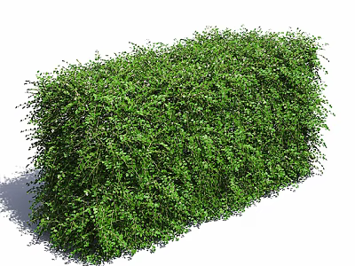 Lush Green Shrub with Dense Foliage and Neatly Trimmed Form for Garden Landscaping 3d model