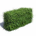Lush Green Shrub with Dense Foliage and Neatly Trimmed Form for Garden Landscaping