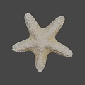 Natural Cream Colored Starfish With Textured Surface On Dark Background 3d model