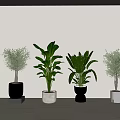 Bonsai Potted Plants Display With Green Foliage In Black White And Gray Pots