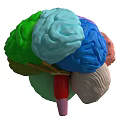 Human Brain 3D Model With Colorful Anatomical Regions And Vascular Textures
