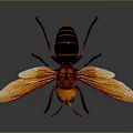 Realistic Wasp With Orange Wings Red Body And Black Abdomen Detailed Closeup