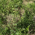 Lush Green Wild Plants Growing Among Natural Stones In Garden Area