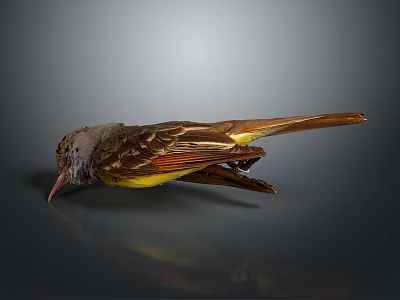 Bird Taxidermy Specimen With Brown Wings Yellow Belly Long Tail And Pointed Beak 3d model