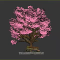 Ornamental Pink Tree with Lush Pink Leaves Brown Trunk on Square Decorative Base