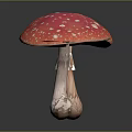 Red Mushrooms With White Spots Shiny Caps As Fresh Organic Food