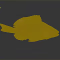 Orange Fish Displaying Organs And Hair like Scales With Fins Eyes And Reflection In Studio
