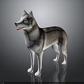 Gray and White Siberian Husky Dog With Blue Eyes Standing On Dark Shiny Surface