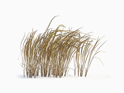Tall Golden Grass with Slender Leaves and Graceful Curved Blades for Ornamental Garden 3d model