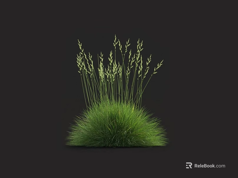 Lush Green Grass With Slender Stems And Tiny Spikes Against Black Background 3d model 