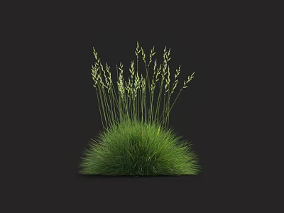 Lush Green Grass With Slender Stems And Tiny Spikes Against Black Background 3d model